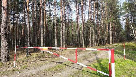 В Гомельской области ввели ограничения на посещение лесов