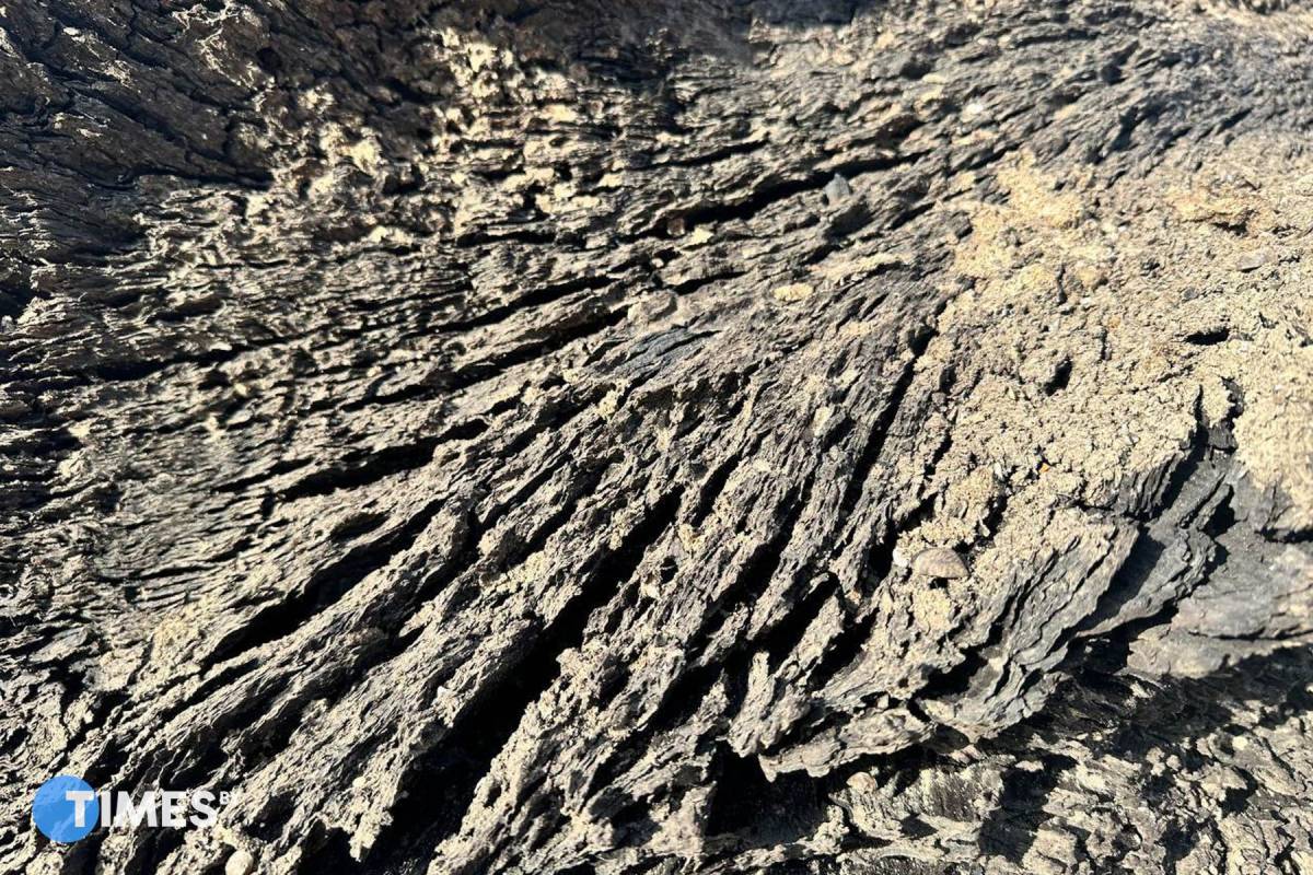 Шесть тысяч лет под водой. Под Гомелем со дна Сожа подняли 15-тонные мореные дубы