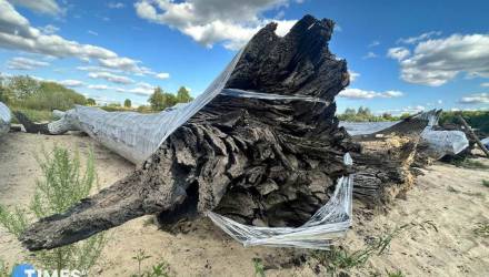 Шесть тысяч лет под водой. Под Гомелем со дна Сожа подняли 15-тонные мореные дубы