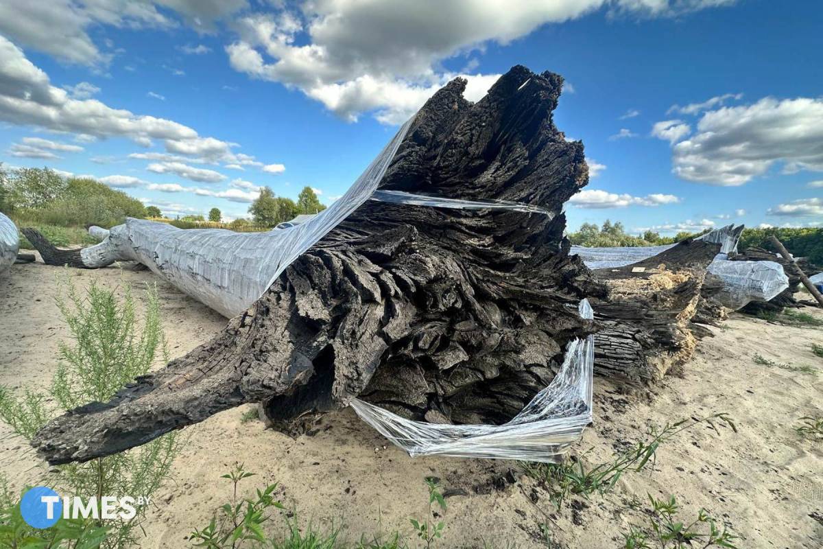 Шесть тысяч лет под водой. Под Гомелем со дна Сожа подняли 15-тонные мореные дубы