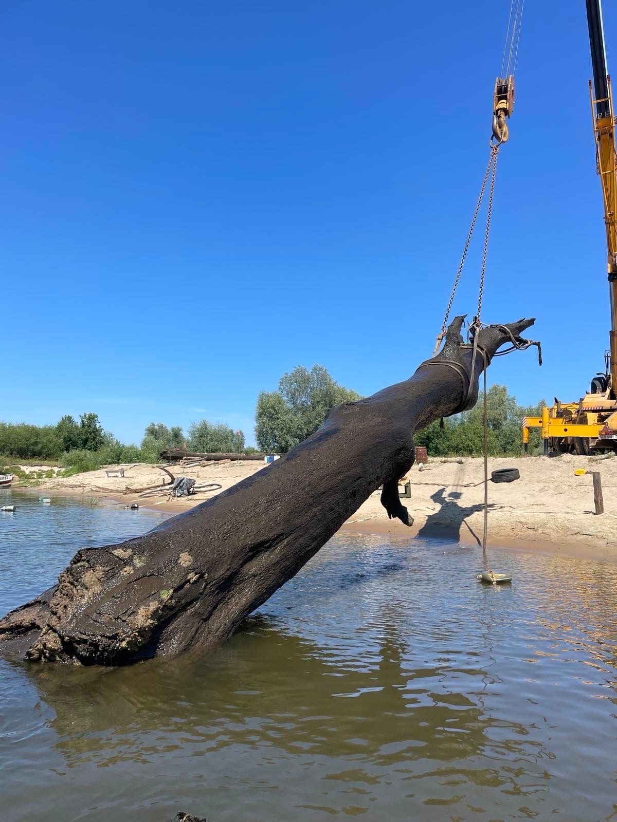 Шесть тысяч лет под водой. Под Гомелем со дна Сожа подняли 15-тонные мореные дубы