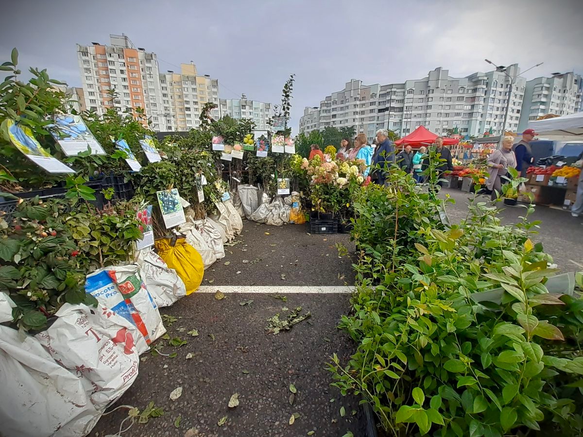 «Ловите карася, уйдет!» Репортаж с долгожданной сельхозярмарки