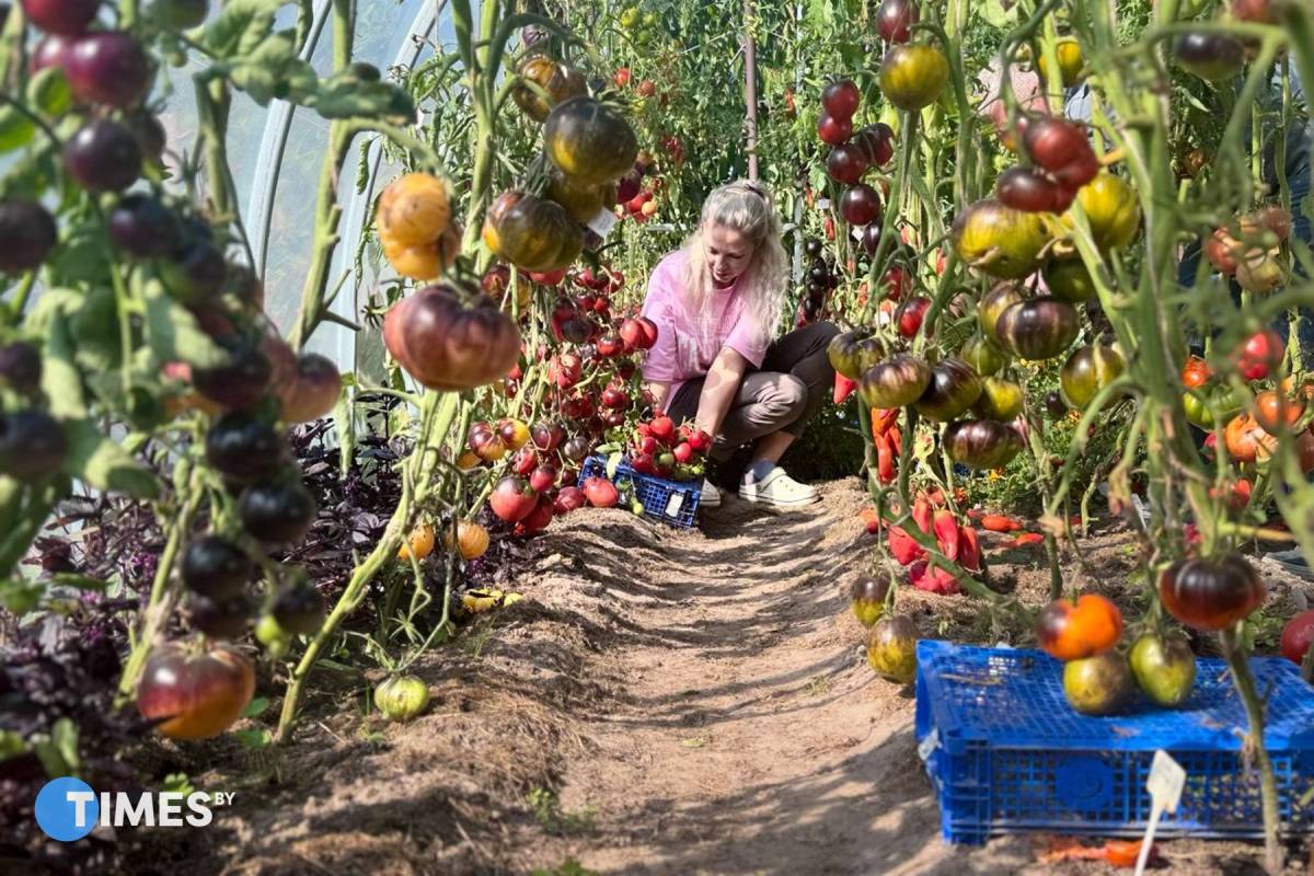 Томатное царство на шести сотках. Жит