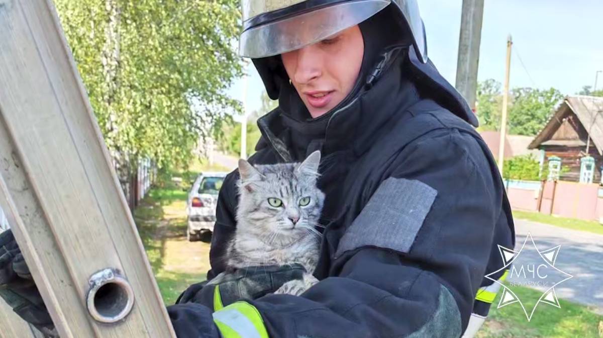 В Калинковичском районе спасли просидевшего на дереве четверо суток кота