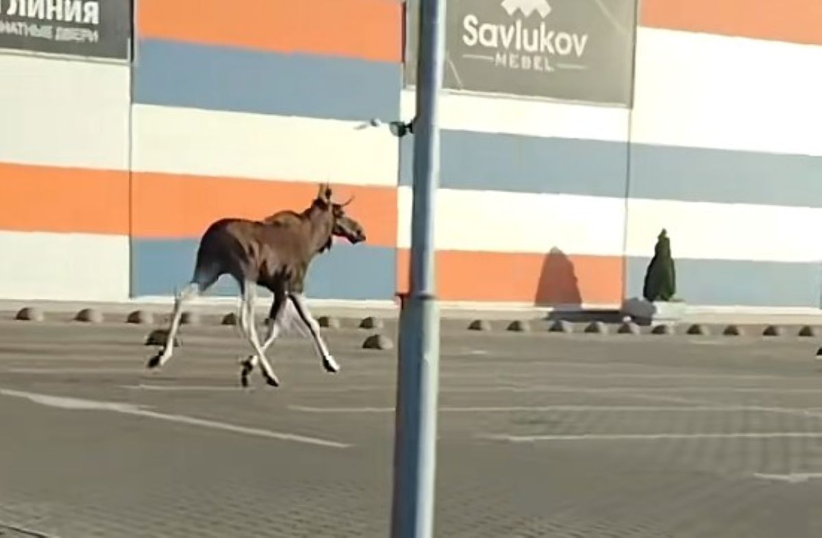 Лось устроил пробежку по Советской в Гомеле