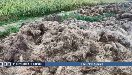 На Гомельщине руководитель предприятия вывез 1,5 тысячи тонн льнотресты и скрыл это в документах