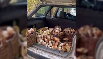 Полный багажник белых. Гомельский грибник раскрыл секретное место