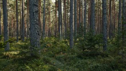 В пяти районах Гомельской области запрещено посещать леса